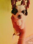 Filhotes de ShihTzu