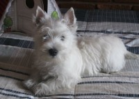West highland white terrier