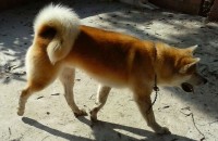 Filhotes de Akita