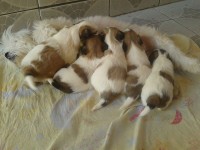 Filhotes de ShihTzu
