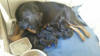 Rottweiler