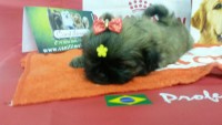 Filhotes de shih tzu, temos macho e fêmea