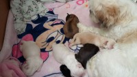 Vendo Filhotes de Lhasa Apso