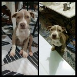 FIlhote de Pitbull Blue Fawn