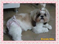 Filhotes de cães da raça shih tzu machos e fêmea