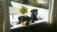 Rottweiler