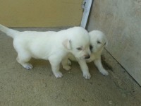 Lindos Filhotes de Labrador