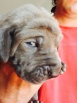 Dogue Alemão Azul
