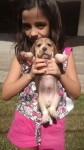 Filhotes de Beagle – Excelente Ninhada.