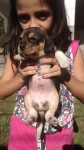 Filhotes de Beagle – Excelente Ninhada.