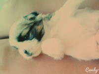 Filhotes de ShihTzu