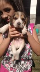 Filhotes de Beagle – Excelente Ninhada.