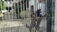Rottweiler