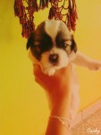 Filhotes de ShihTzu