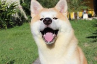 Filhotes de akitas