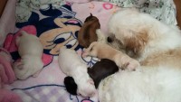 Vendo Filhotes de Lhasa Apso