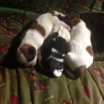 Filhotes de Shih Tzu machos
