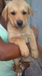 Vende-se filhotes de Akita