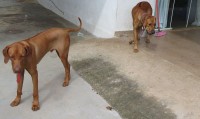 Rhodesian Ridgeback  – Macho e Fêmea