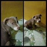 FIlhote de Pitbull Blue Fawn