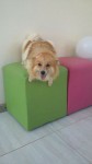 Spitz Alemão Pedigree
