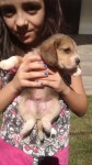 Filhotes de Beagle – Excelente Ninhada.
