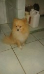 Spitz Alemão Pedigree