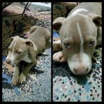 FIlhote de Pitbull Blue Fawn