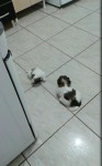 Vendo machos de shih tzu