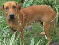 Rhodesian Ridgeback  – Macho e Fêmea
