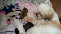 Vendo Filhotes de Lhasa Apso