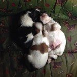 Filhotes de Shih Tzu machos