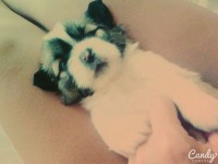 Filhotes de ShihTzu