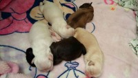 Vendo Filhotes de Lhasa Apso