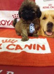 Filhotes de shih tzu, temos macho e fêmea