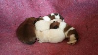 Spitz Alemão Pedigree
