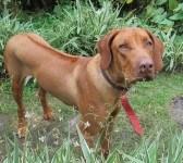 Rhodesian Ridgeback  – Macho e Fêmea