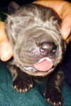 Dogue Alemão Azul