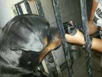 Rottweiler