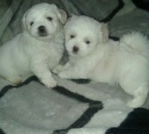 Cachorros – Lhasa Apso