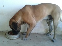 Fila Brasileiro padrão extras