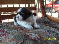 Filhotes de Shih tzu à venda
