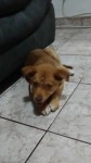 Filhote 3 meses