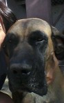 Fila Brasileiro padrão extras