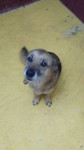 Doa-se 2 cachorros adestrados e castrados