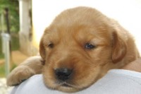 Filhotes de Golden Retriever