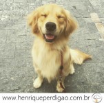 Adestramento de Cães em Domicílio no Rio de Janeiro