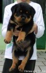 Filhotes de Rottweiler