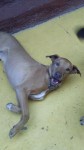 Doa-se 2 cachorros adestrados e castrados
