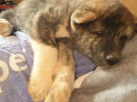 Filhotes de Akita